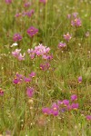 Poet's Shooting Stars in meadow