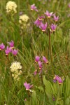 Poet's Shooting Stars in meadow w/ Meadow Death Camas