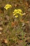 Rough Wallflower