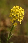 Rough Wallflower blossoms detail