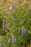 Whitish (Silky) Lupine