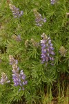 Whitish (Silky) Lupine