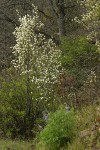 Serviceberry