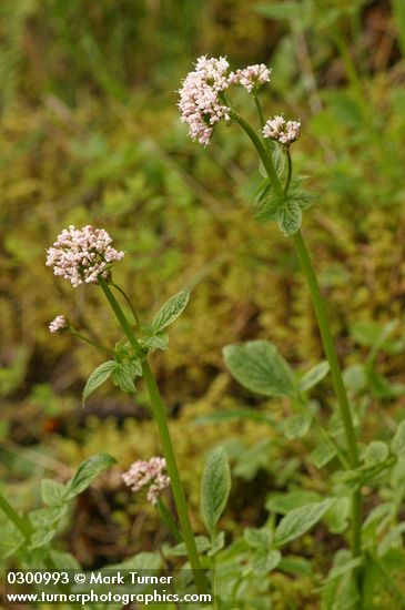 Valeriana scouleri