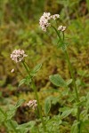 Scouler's Heliotrope