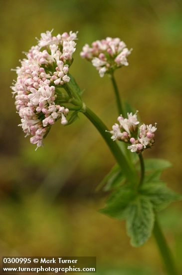 Valeriana scouleri