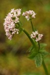 Scouler's Heliotrope blossoms detail