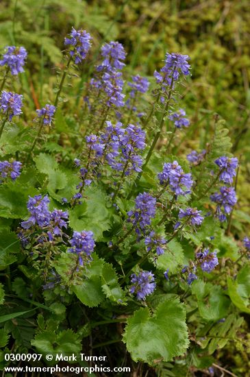 Synthyris missurica ssp. stellata (S. stellata)