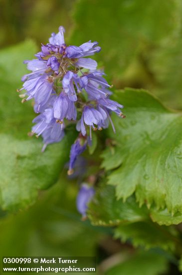 Synthyris missurica ssp. stellata (S. stellata)