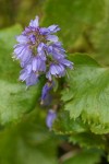 Columbia Kittentails blossoms & foliage detail