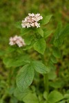 Scouler's Heliotrope