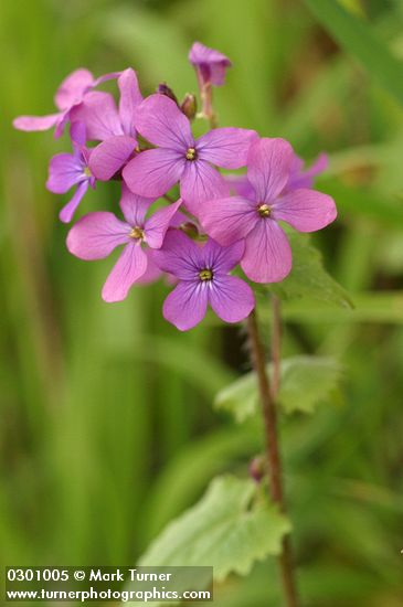 Lunaria annua