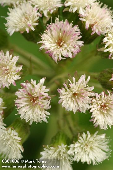 Petasites frigidus