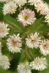 Sweet Colt's Foot blossoms extreme detail