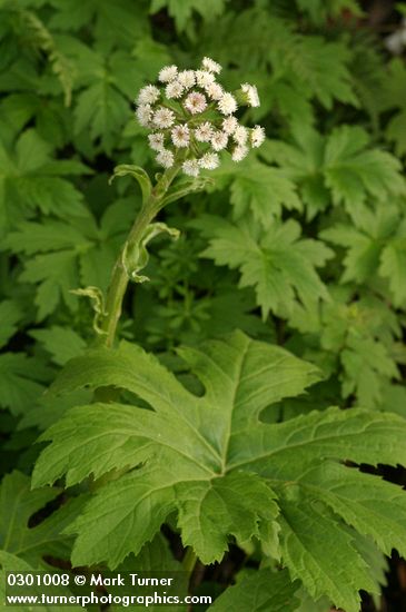 Petasites frigidus