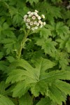 Sweet Colt's Foot