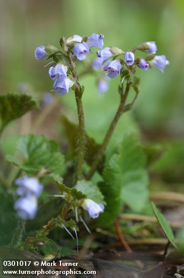 Synthyris reniformis