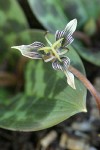 Fetid Adder's Tongue blossom detail