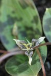 Fetid Adder's Tongue blossom