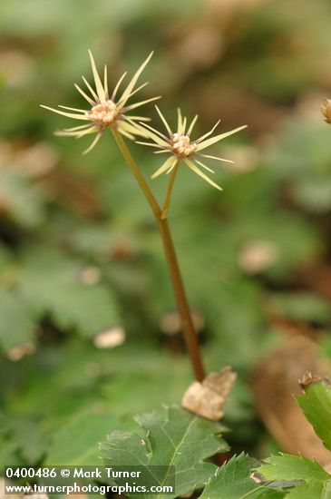 Coptis laciniata