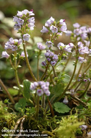 Synthyris reniformis