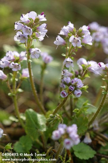 Synthyris reniformis