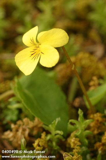 Viola sempervirens