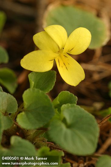 Viola sempervirens