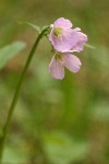 Slender Toothwort