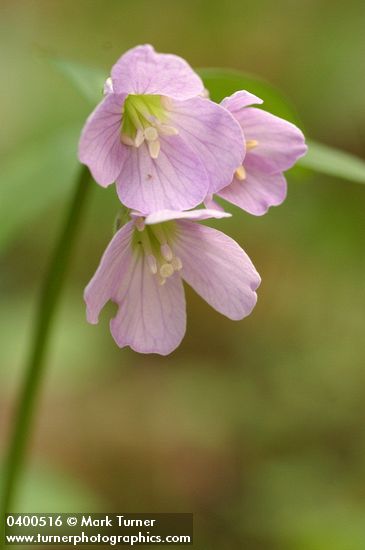 Cardamine nuttallii var. nuttallii (Cardamine pulcherrima)