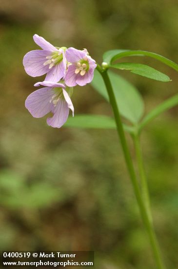 Cardamine nuttallii var. nuttallii (Cardamine pulcherrima)