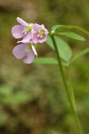 Slender Toothwort