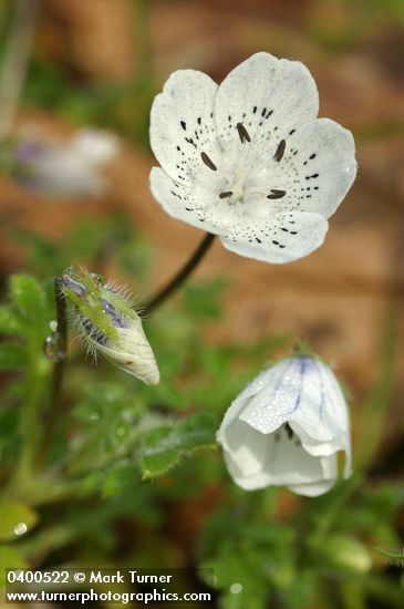 Nemophila menziesii var. atomaria