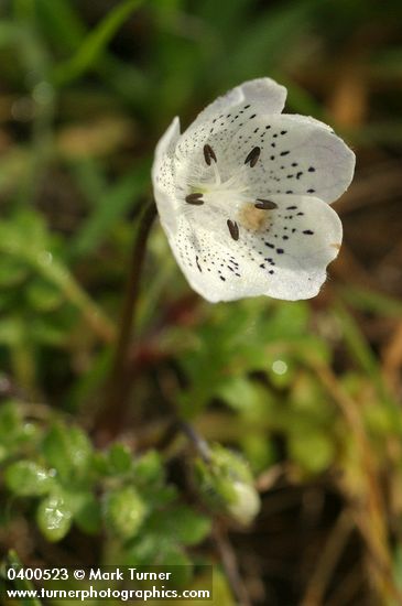 Nemophila menziesii var. atomaria