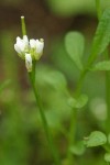 Bitter-cress blossoms & foliage detail