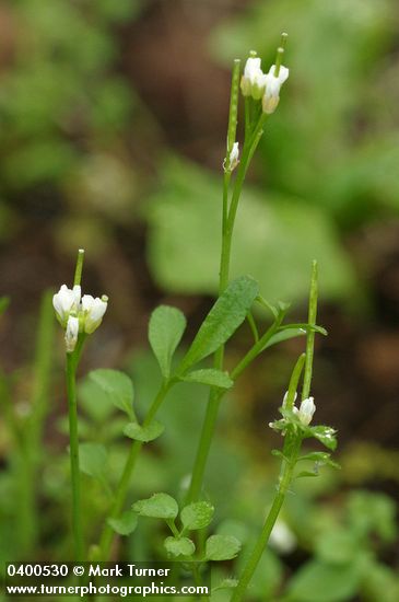 Cardamine oligosperma