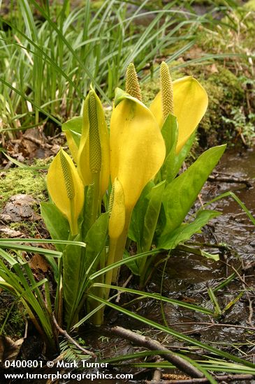 Lysichiton americanus