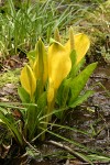 Yellow Skunk Cabbage