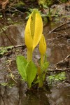 Yellow Skunk Cabbage