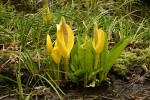 Yellow Skunk Cabbage