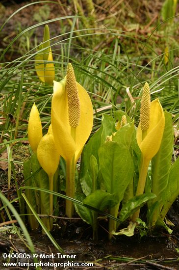 Lysichiton americanus