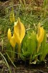 Yellow Skunk Cabbage