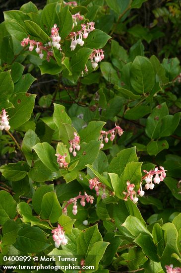 Gaultheria shallon