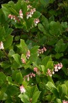 Salal blossoms & foliage