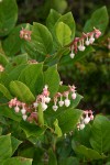 Salal blossoms & foliage