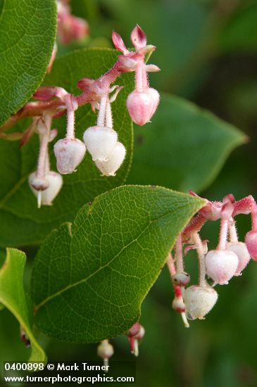 Gaultheria shallon