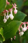 Salal blossoms & foliage detail