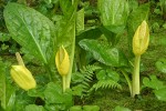 Yellow Skunk Cabbage