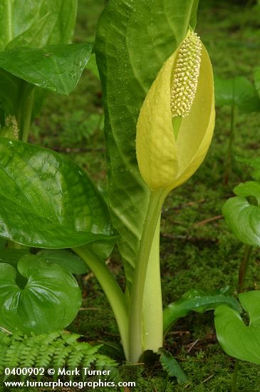 Lysichiton americanus