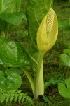 Yellow Skunk Cabbage